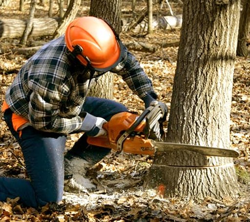 Tree Removal in Tidewater, OR
